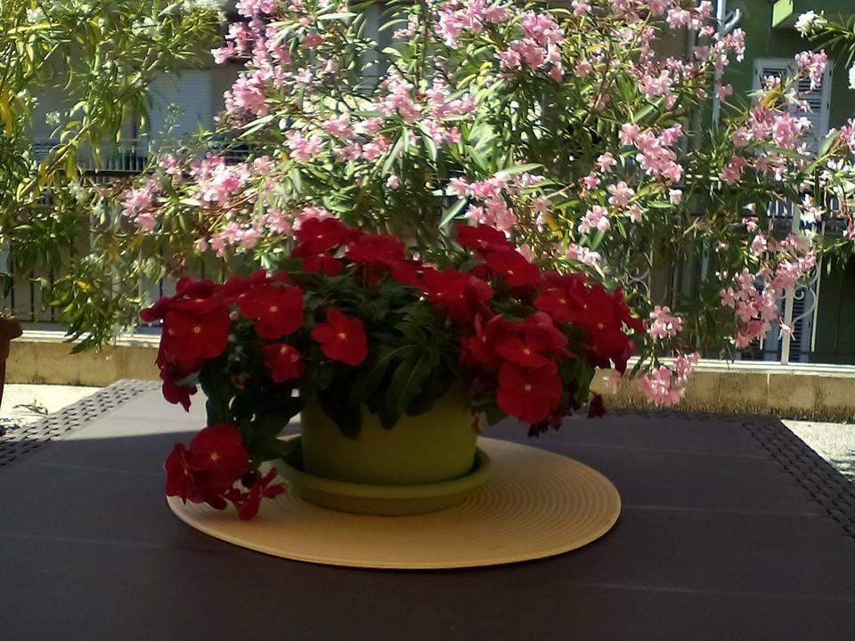 דירות בגרייה Il Terrazzo Di Oleandri חדר תמונה