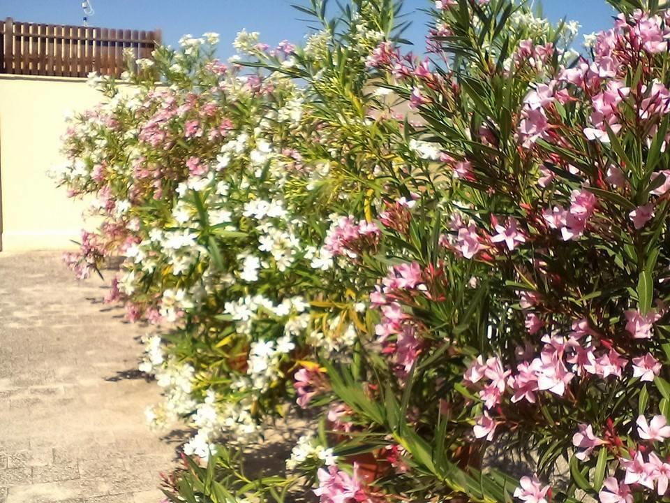 דירות בגרייה Il Terrazzo Di Oleandri חדר תמונה